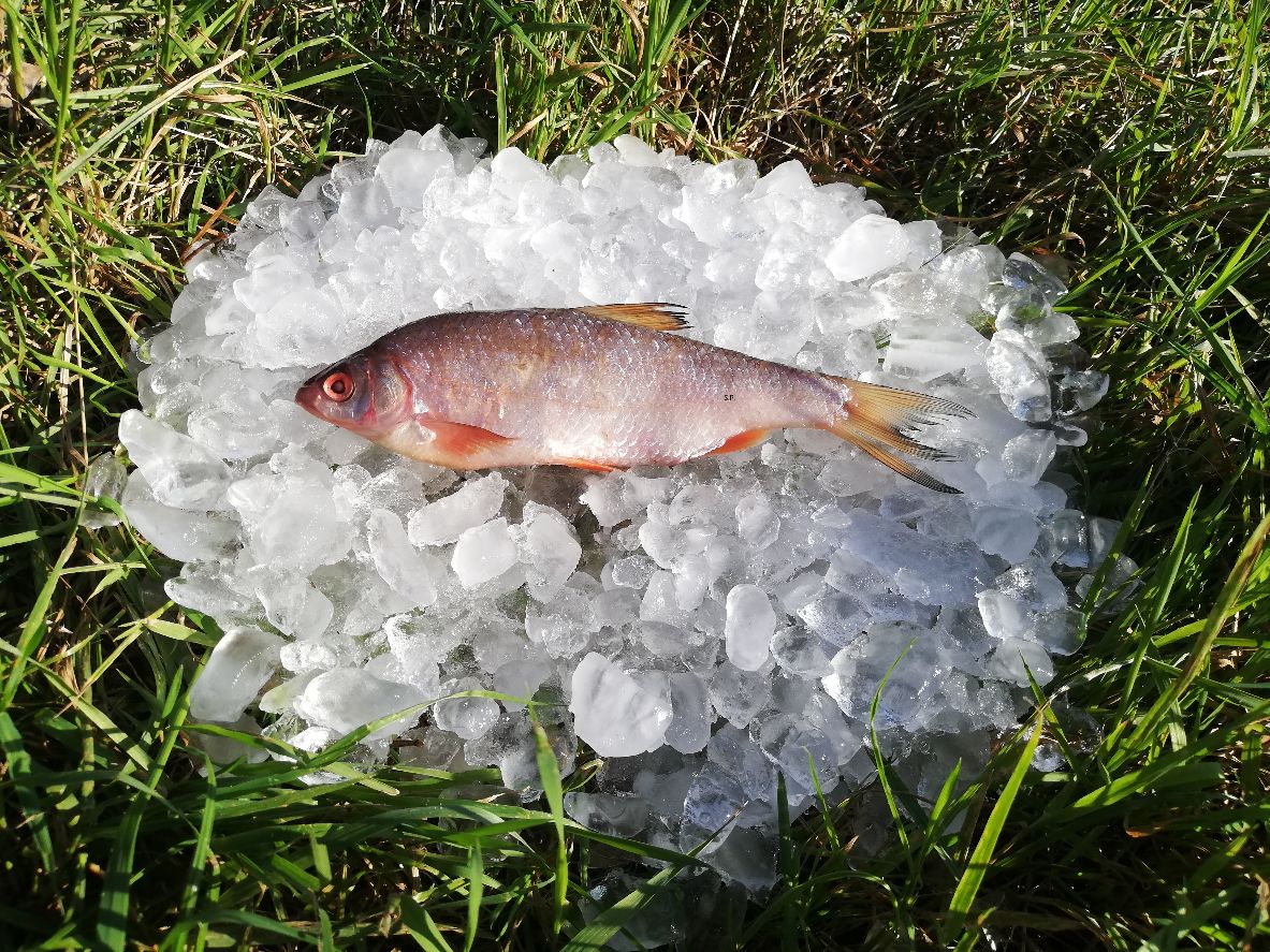 Rotaugen/Plötzen 3 Stück gefroren