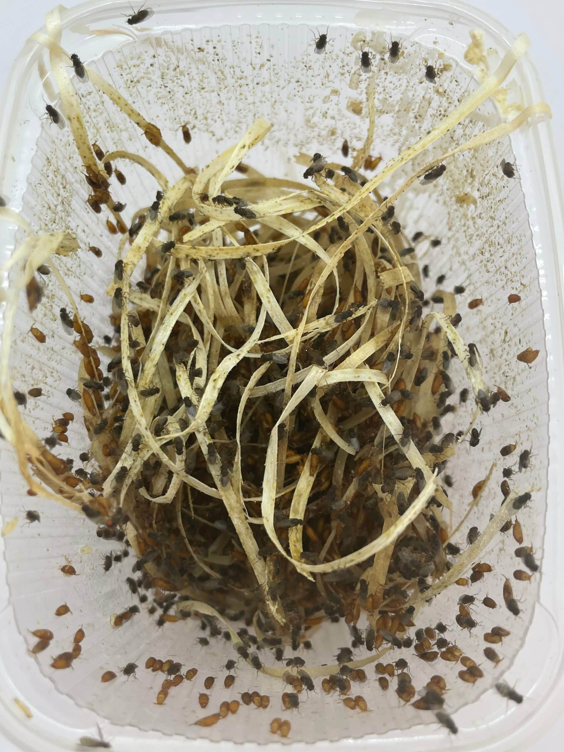 Fruchtfliegen (Drosophila Hydei), 500ml Becher